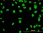 YY1 Antibody (clone 2C4)